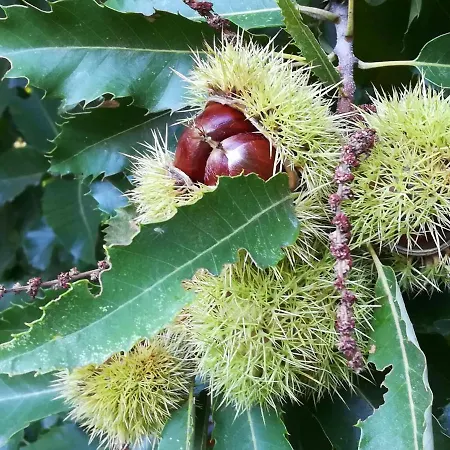 Glicinias Del Jerte * Casas del Castañar