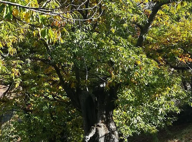 Vakantiehuis Glicinias Del Jerte