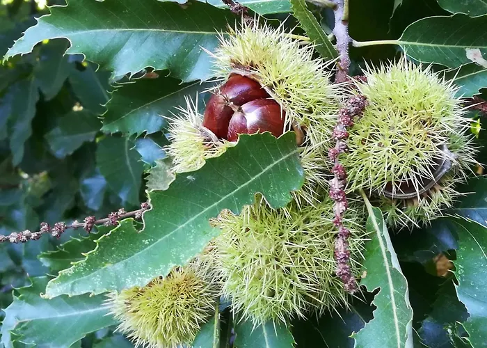 Glicinias Del Jerte * Casas del Castañar
