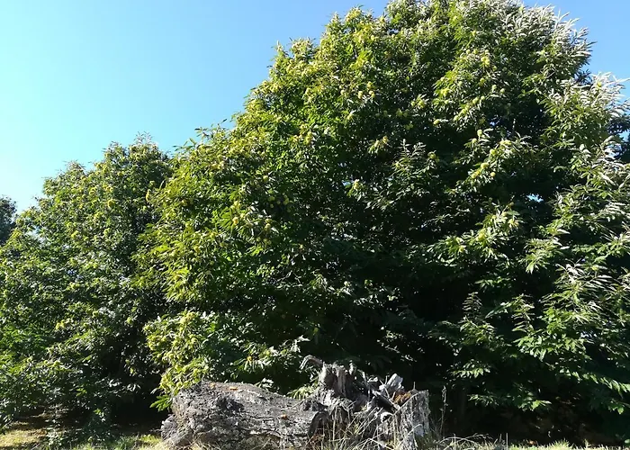 Glicinias Del Jerte Casas del Castañar