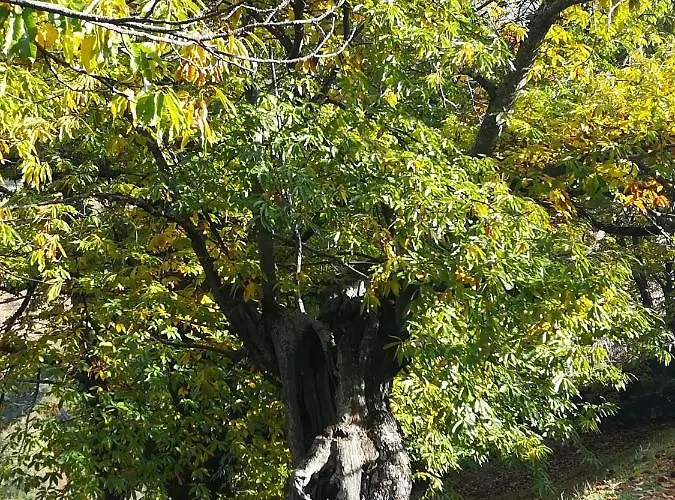 Glicinias Del Jerte Vakantiehuis Casas del Castañar