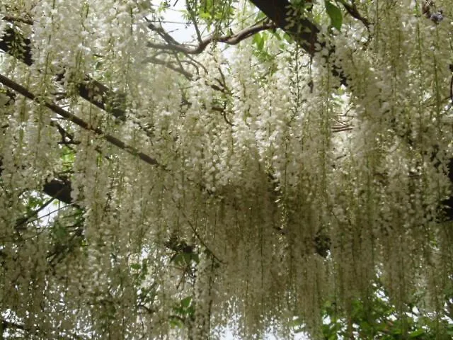 Vakantiehuis Glicinias Del Jerte