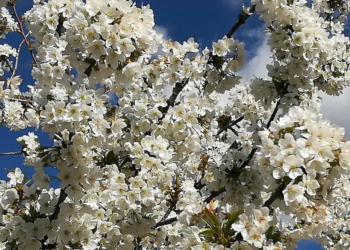Glicinias Del Jerte * Casas del Castañar