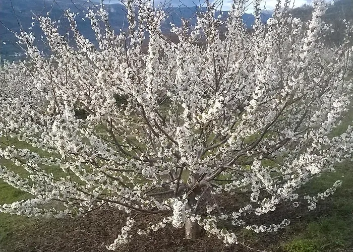 Vakantiehuis Glicinias Del Jerte Casas del Castañar