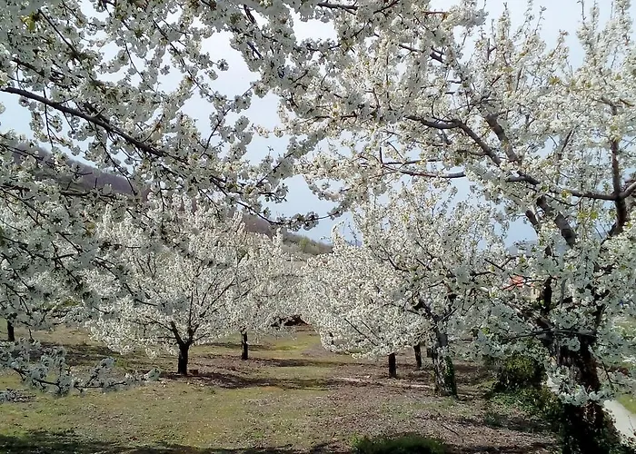 Glicinias Del Jerte *